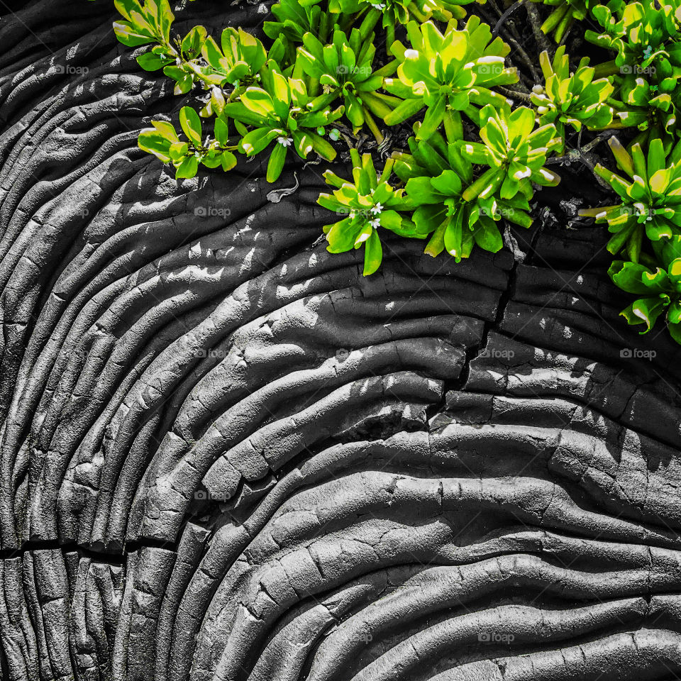 Plants verses lava