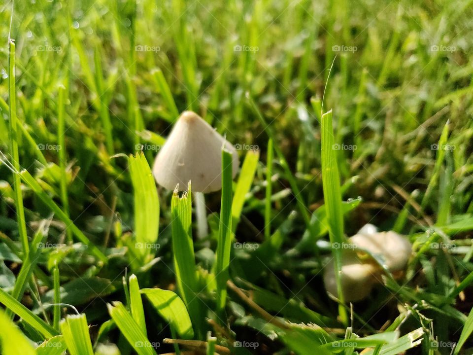 little mushroom in the grass. Can it be safely eaten? maybe its poison or maybe it will make me see strange things.