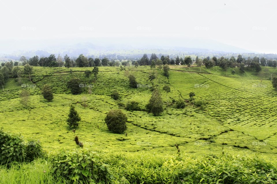 tea plantation