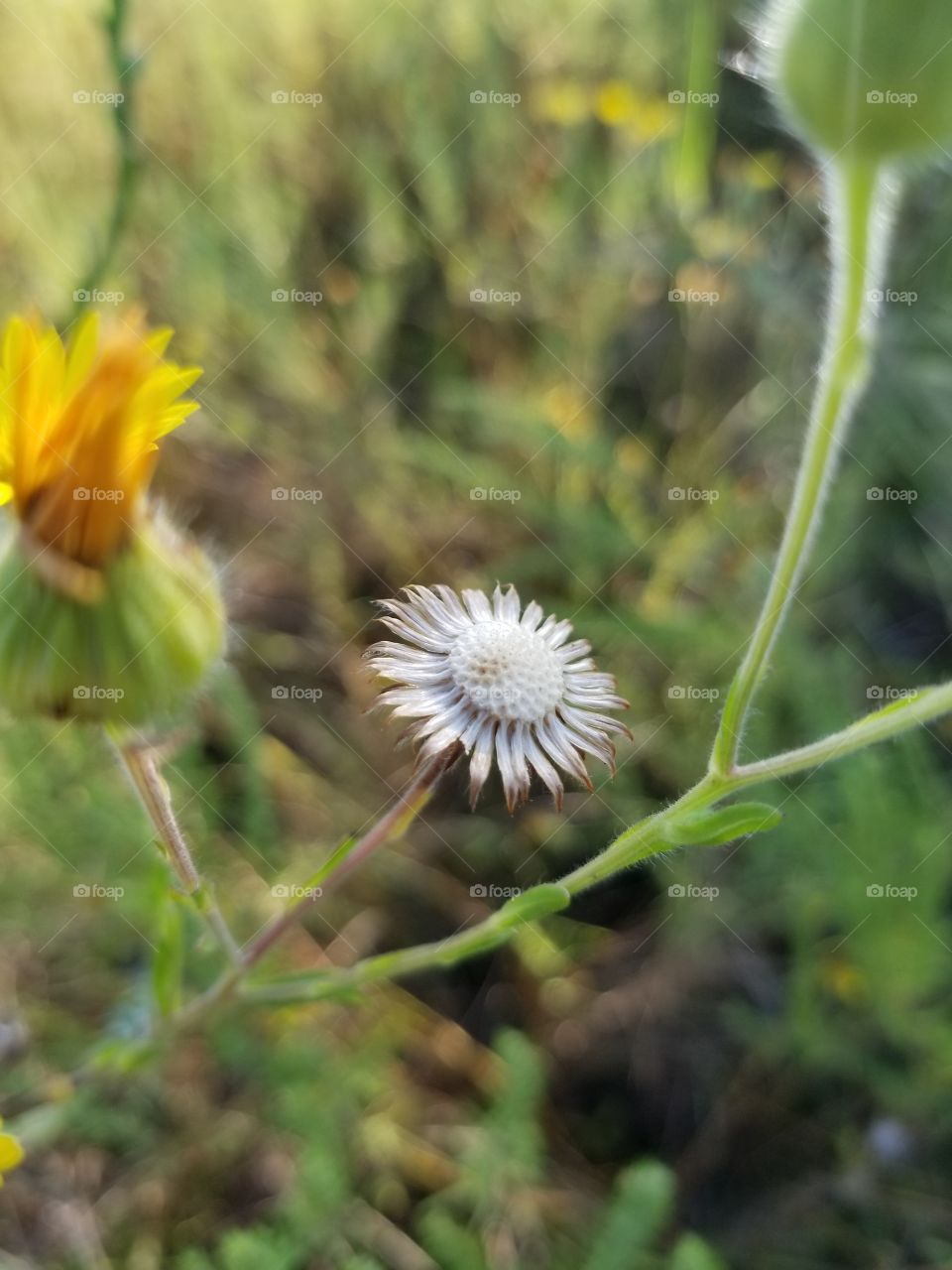 wildflower