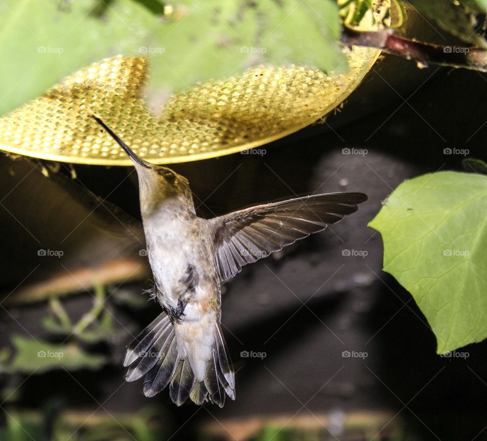 Hummingbird close up