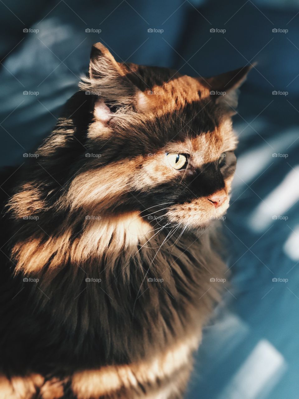 Orange Maine Coon cat with sun light on eyes through a window and blinds. 
