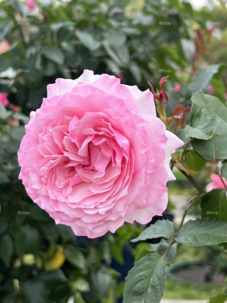 Pink Rose in Yuanshan Flower Expo Park