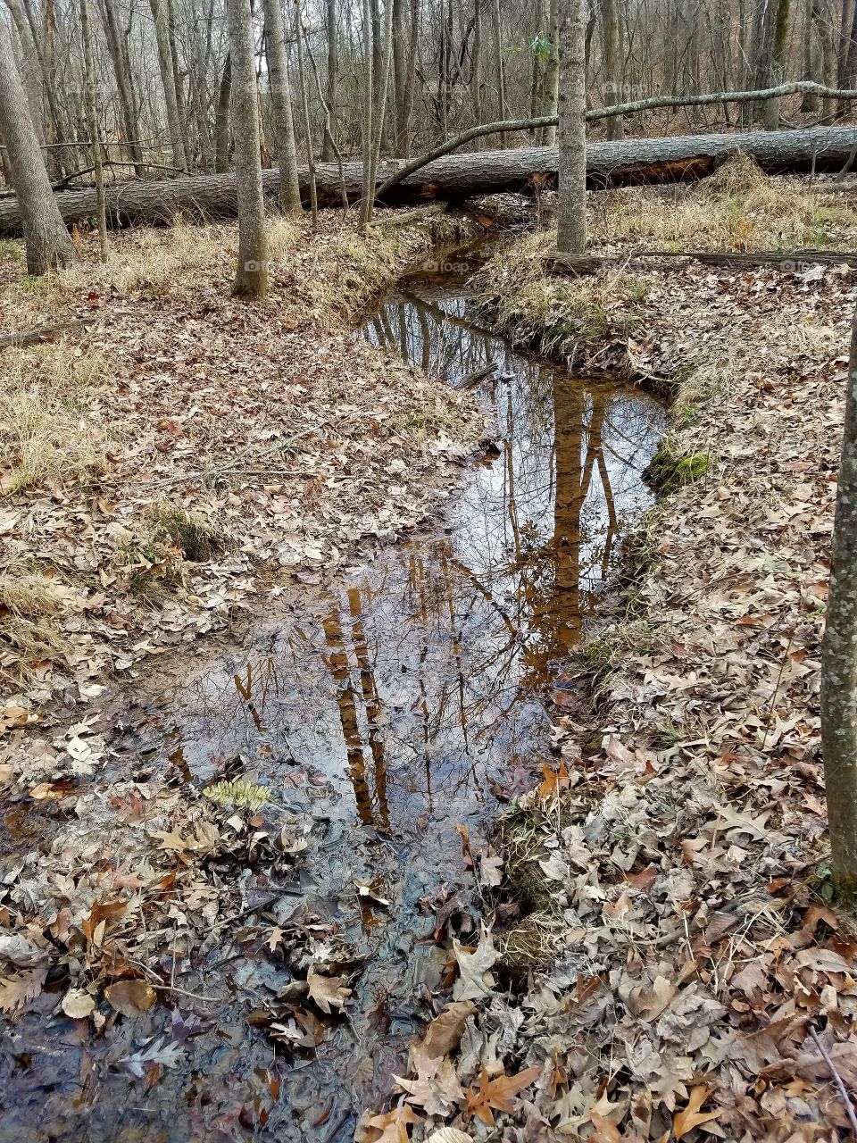 Incredible reflections