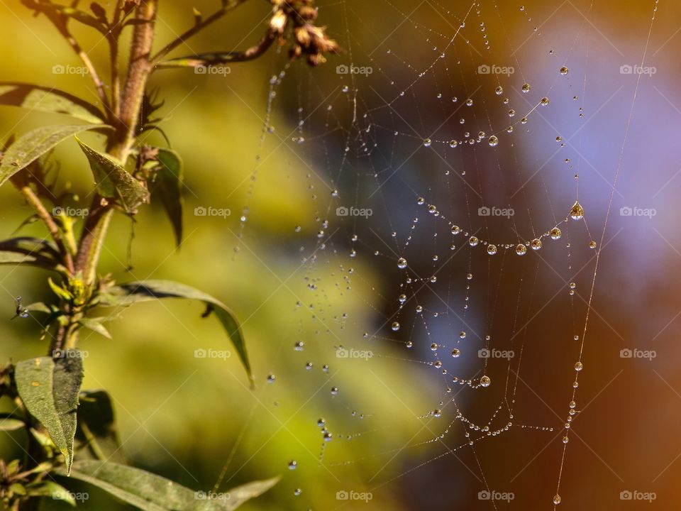 Spider web