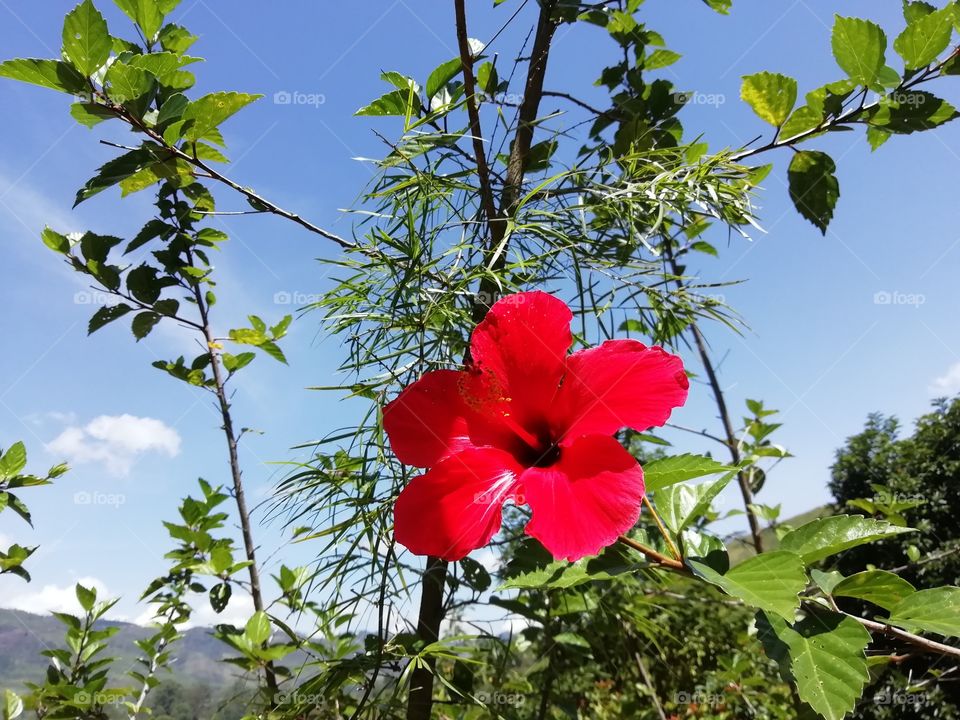 You go crazy when you look at these flowers # sometimes words are not enough to describe them.. Beautifully awesome
