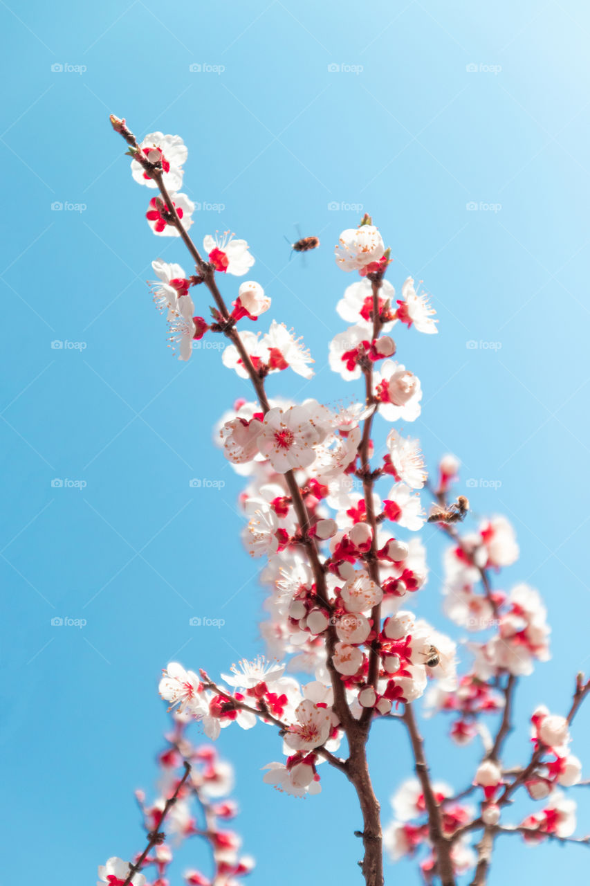 Cherry tree with flowers on sunny day on blue sky background