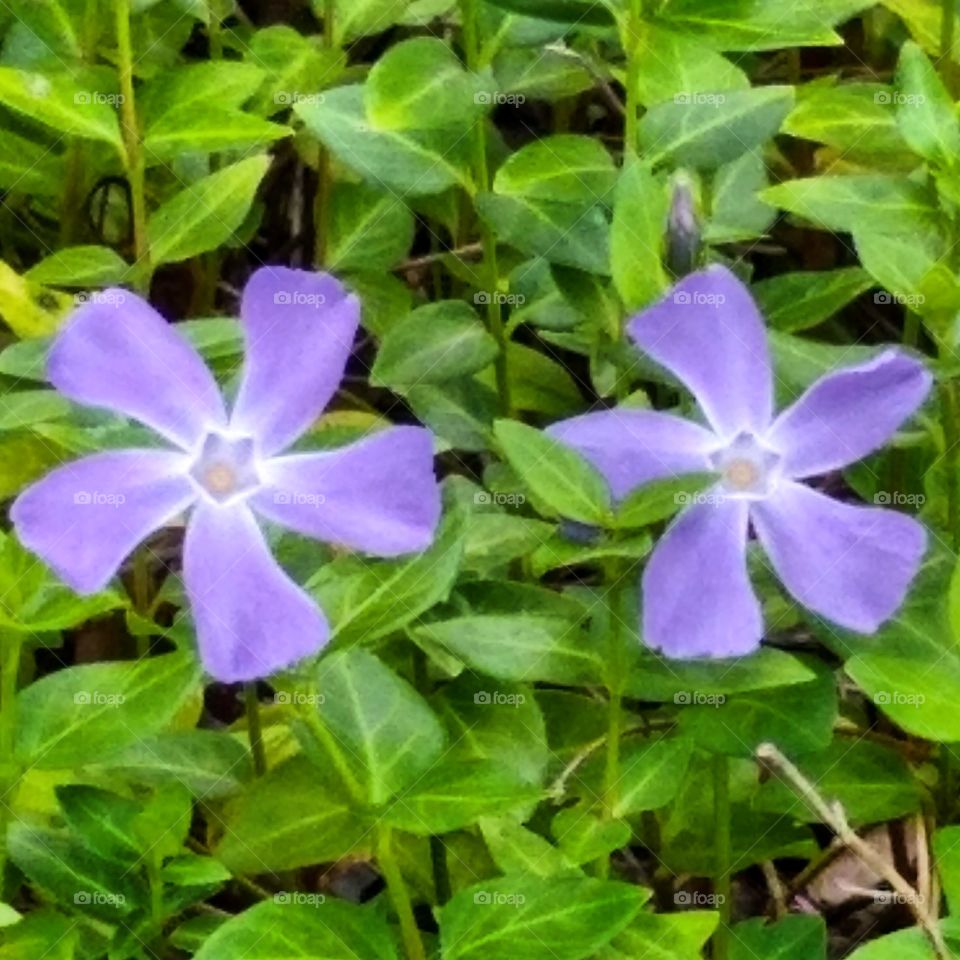 Vinca blossoms outside the Bank of America branch in Grossmont Center