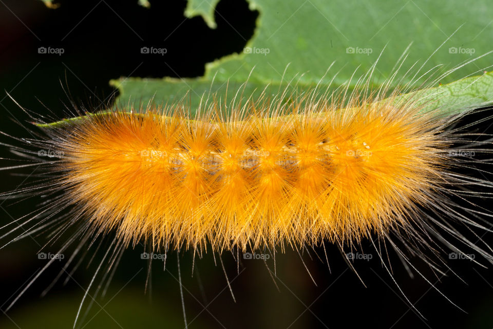 Orange fuzzy caterpillar