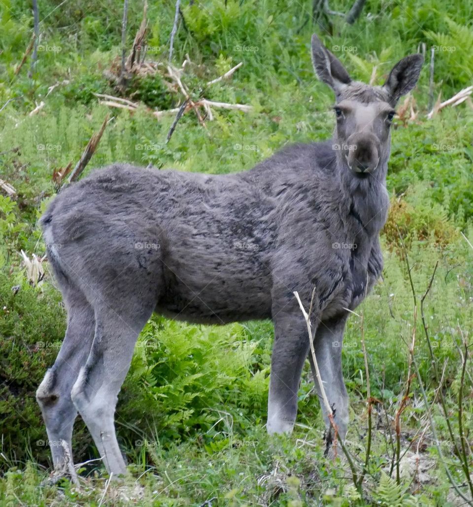 Wild moose Norway 