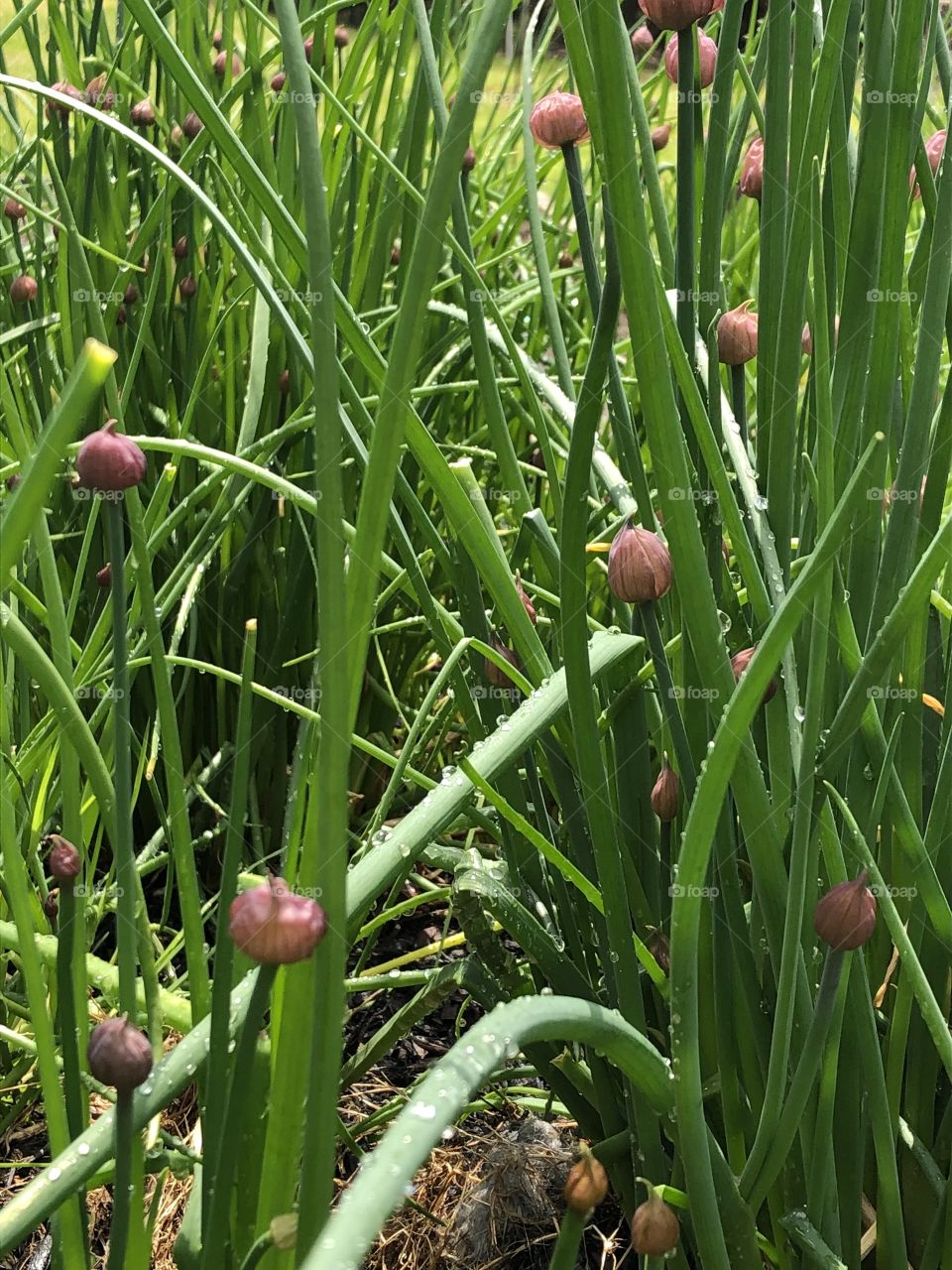Chive plants ready to bloom