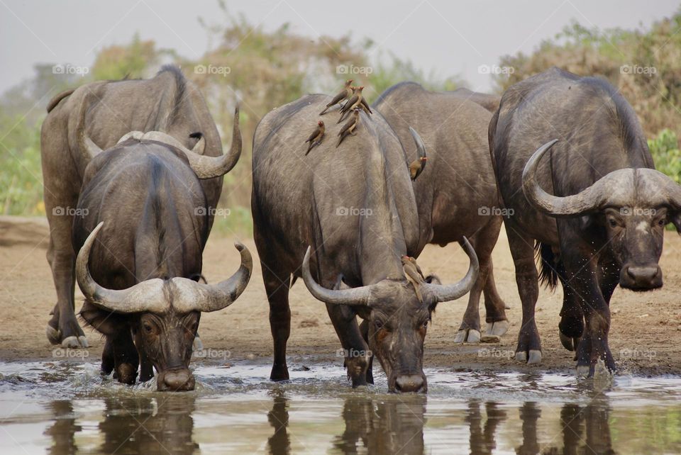 A herd of buffalos arrive at the water hole in Kavinga 