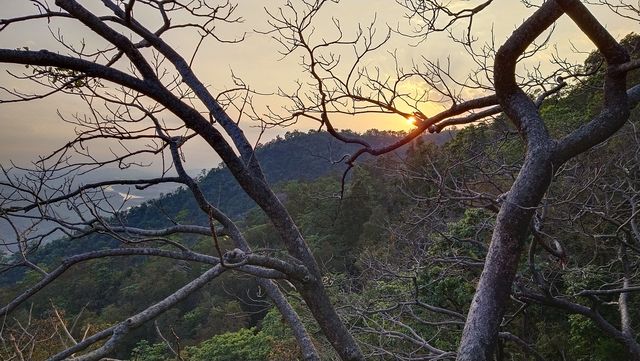 sunset tree