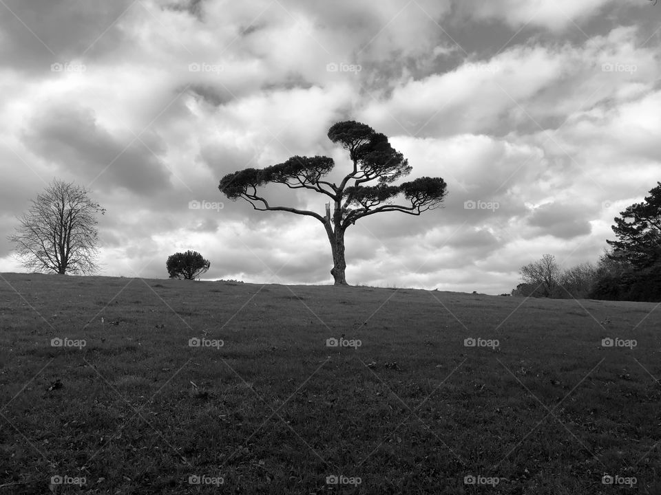 Now for something that offers not a leaf in sight, the cold menace for many of winter, this tree gives an example of the bleakness winter can portray.