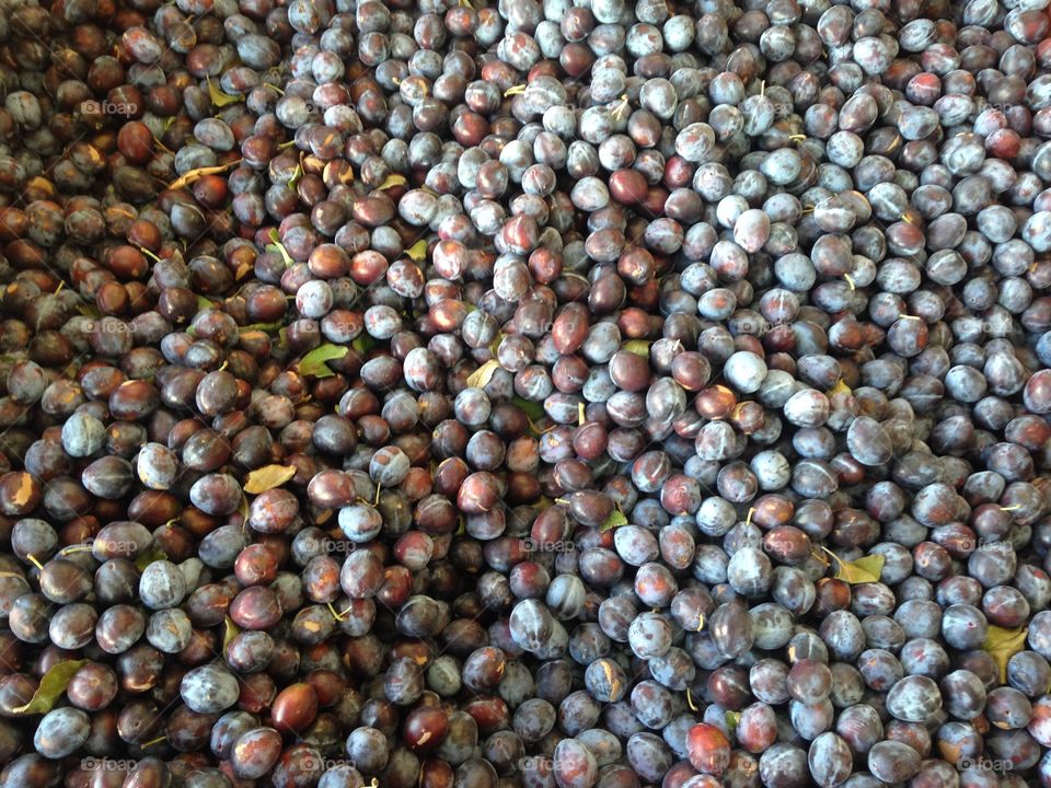 Millions of plums ! Plums for me!