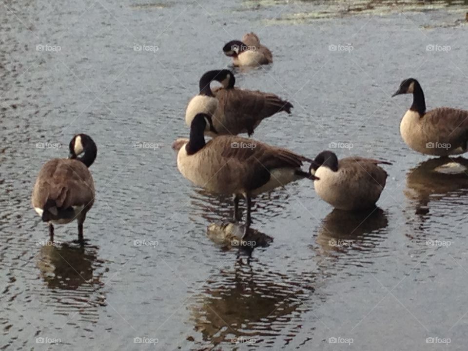 Geese wading in the Charles