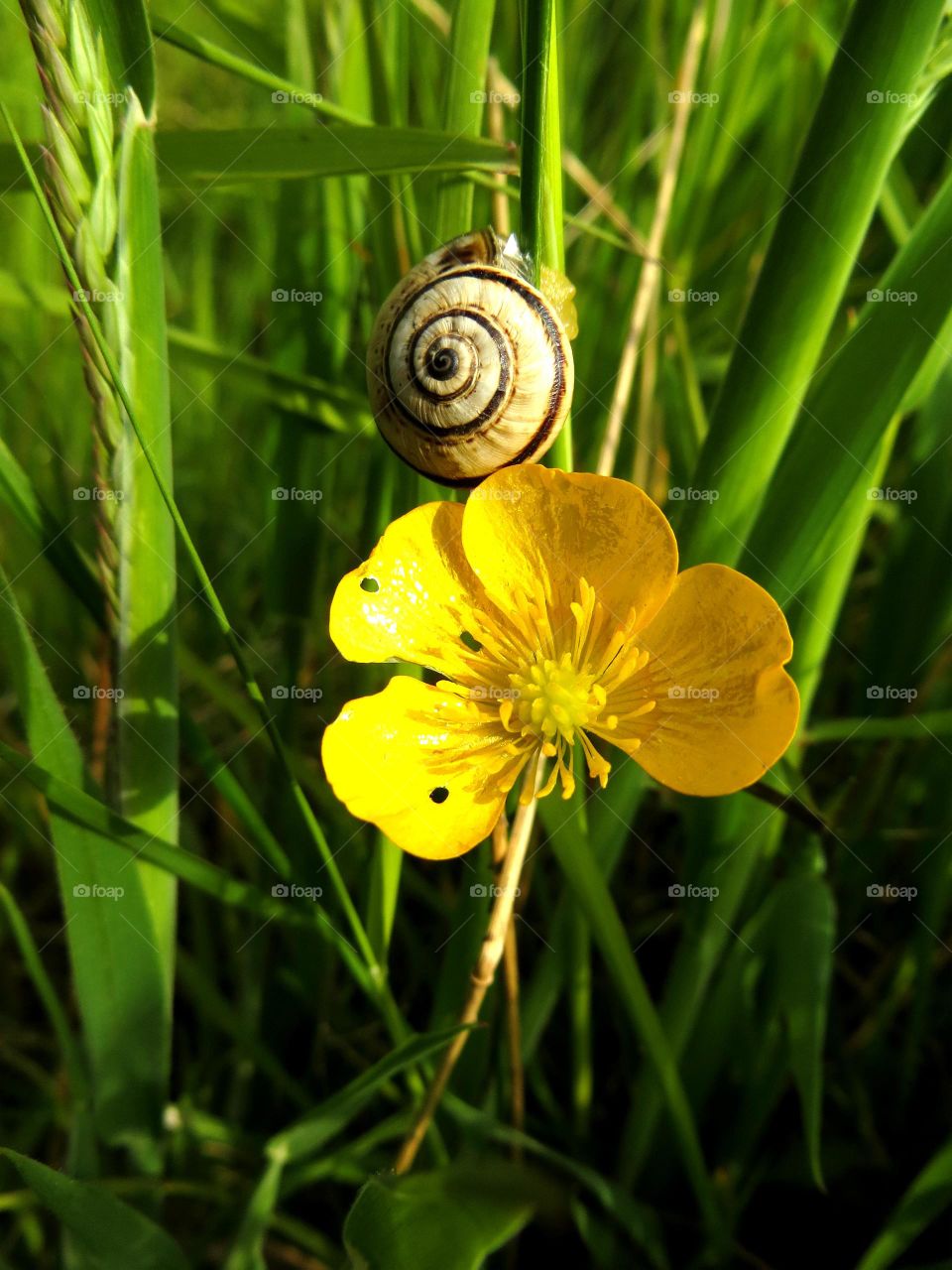 Spring bloom