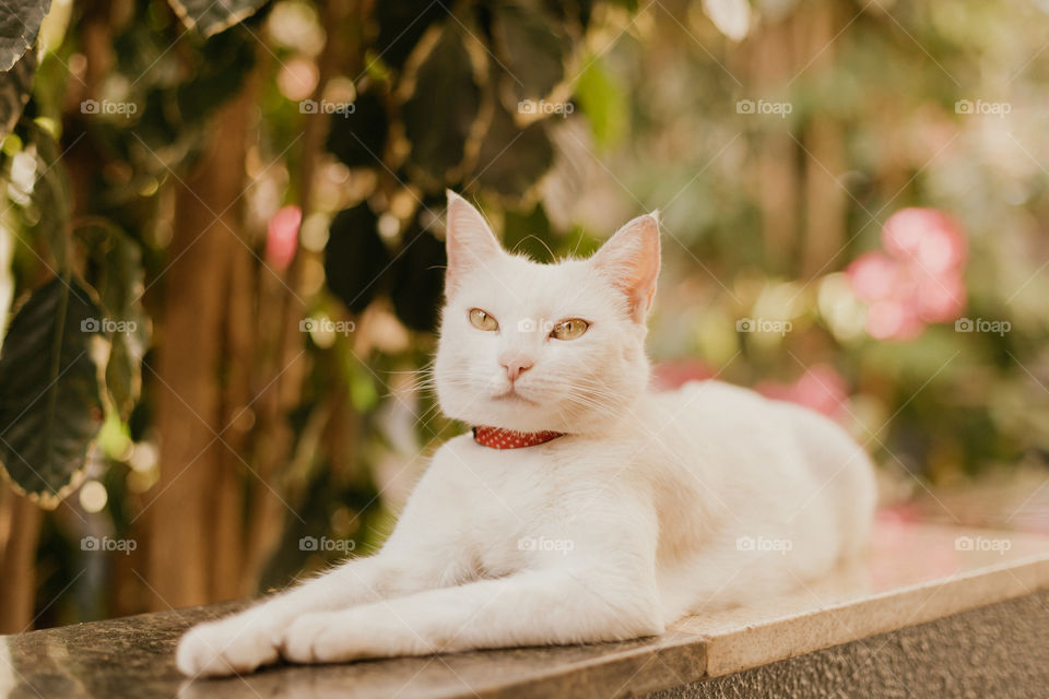 white cat in the forest
