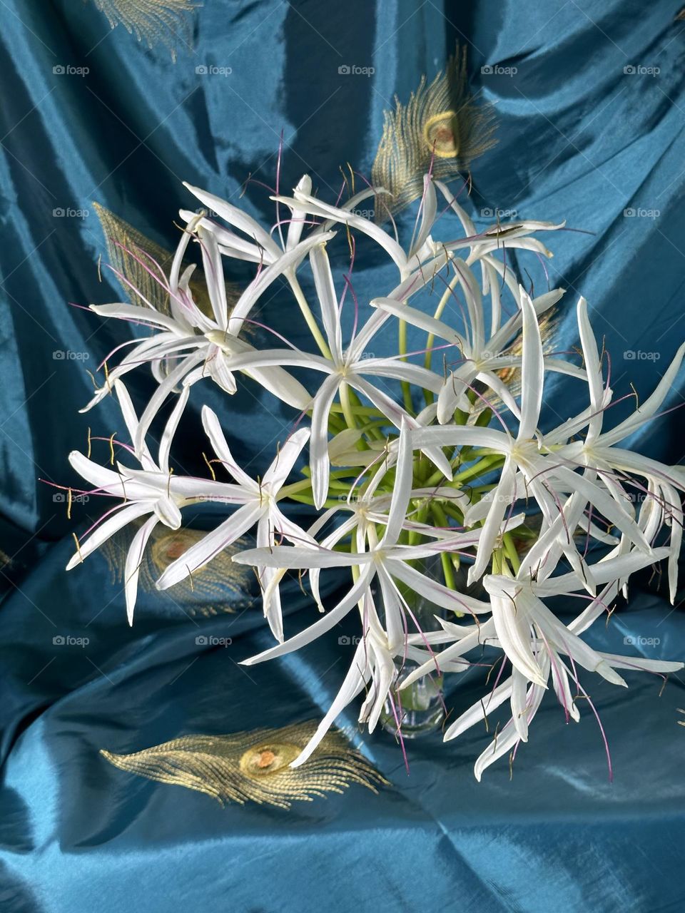 White spider lilies in a clear glass vase with a teal taffeta satin cloth embroidered with gold peacock feathers draped background 