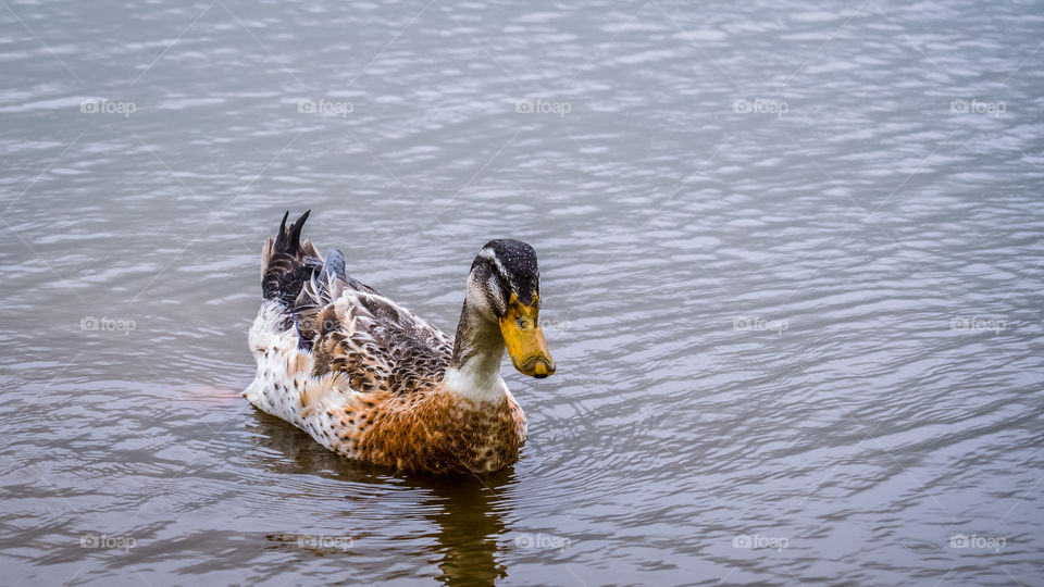 Beautiful duck on a lake, cute duck in the water
