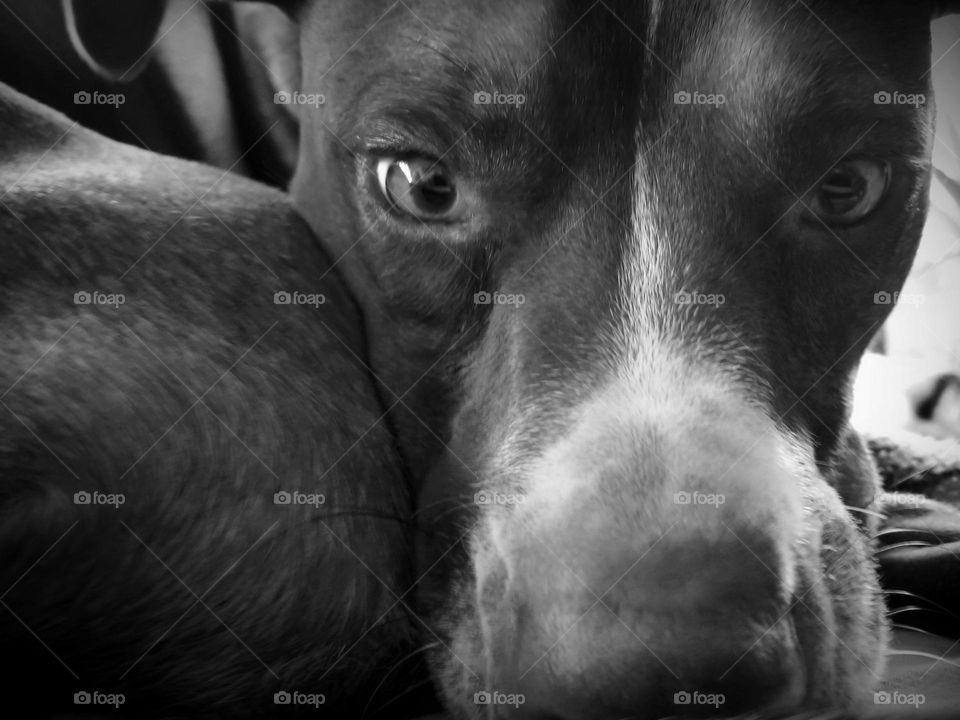 Close up of a Dog in Black & White