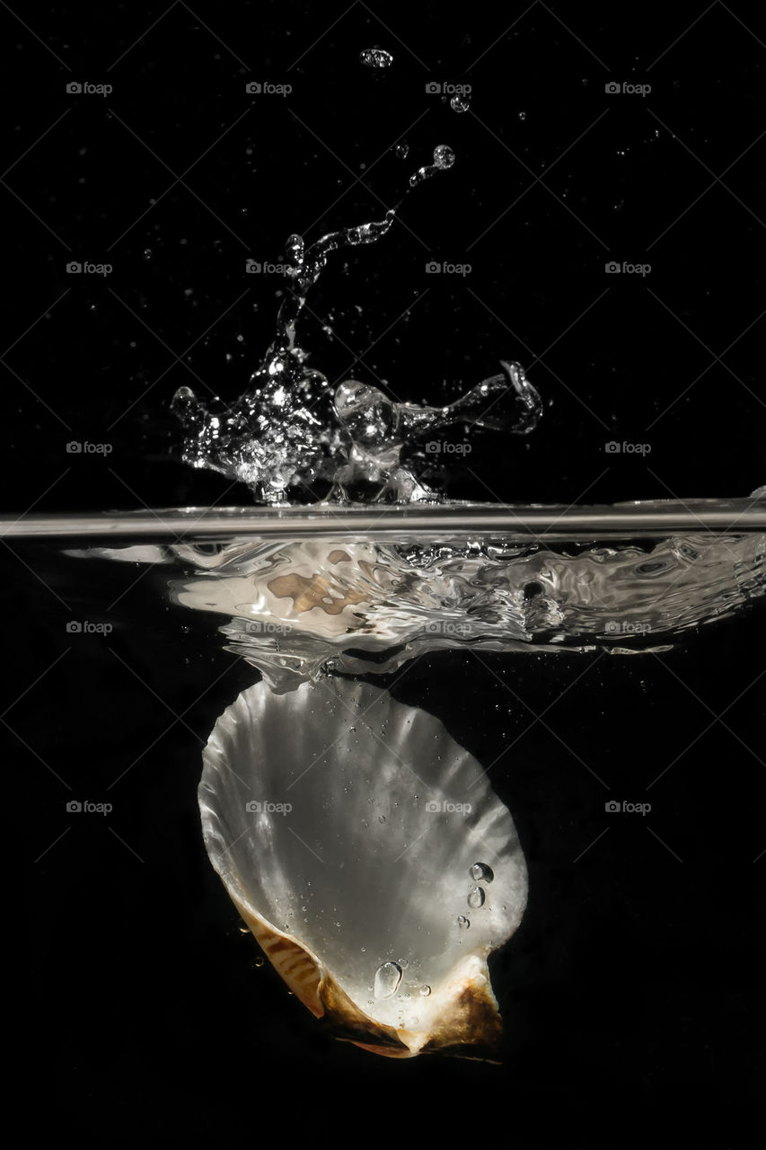 water sea sea shell splash by jonathan.sautter