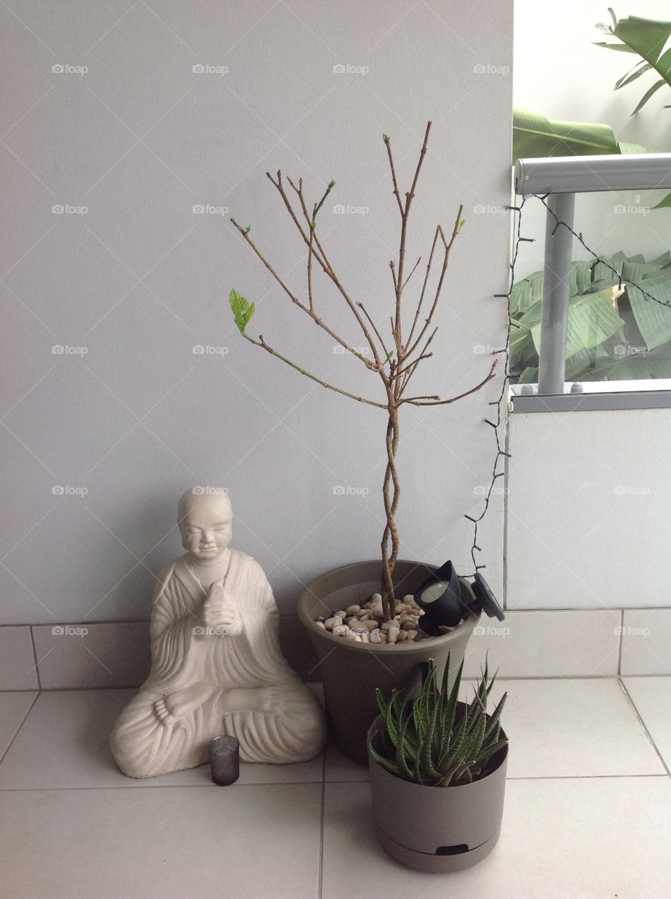 Buddha with a tree hanging on in hope