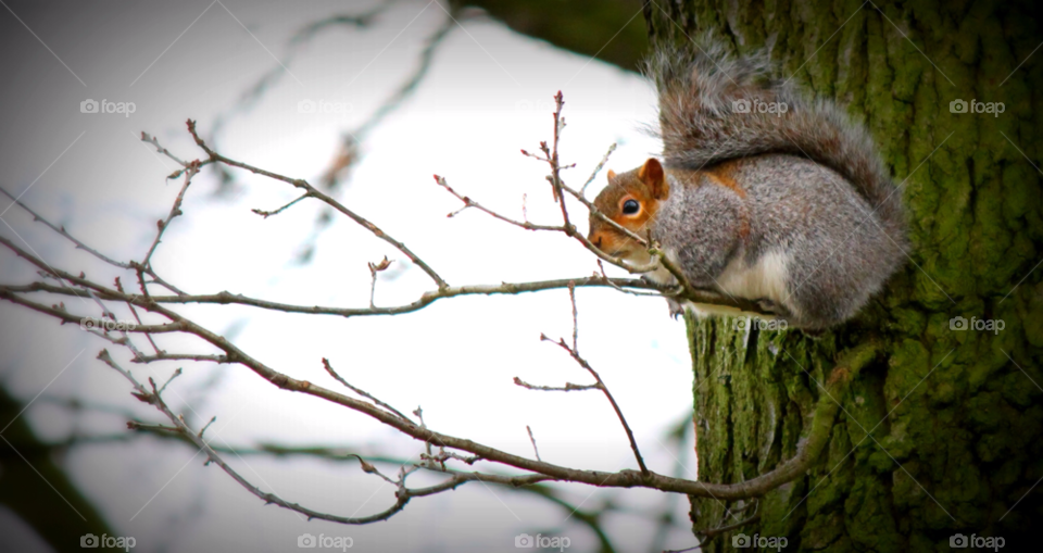 tree squirrel wildlife by OJMitchell