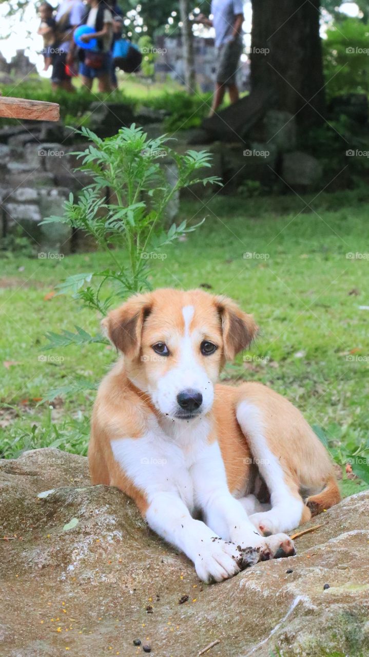 A lonely dog in the park