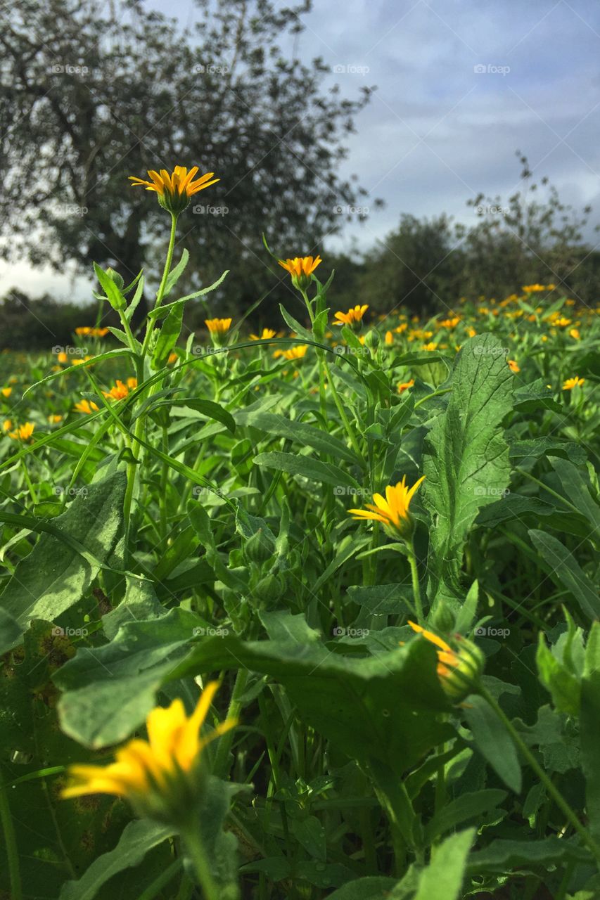 Yellow flowers in a field