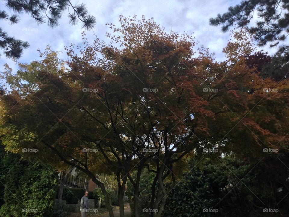 Beautiful Tree in the Courtyard 