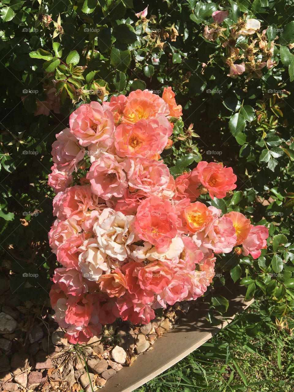 A cluster of roses just screaming to be noticed on a warm sunny Sunday morning. 