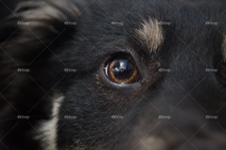 Cute dog eye