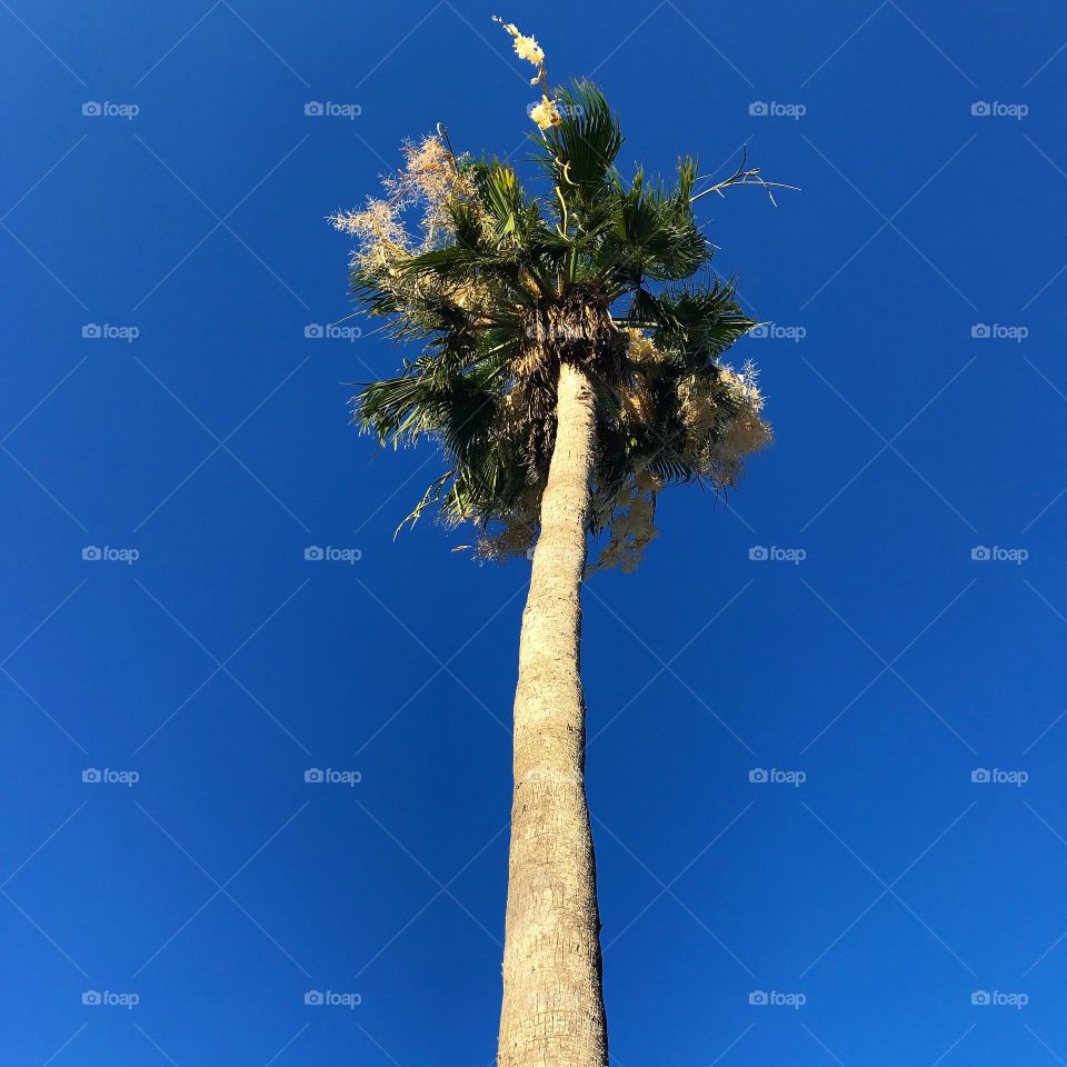 Palm Tree