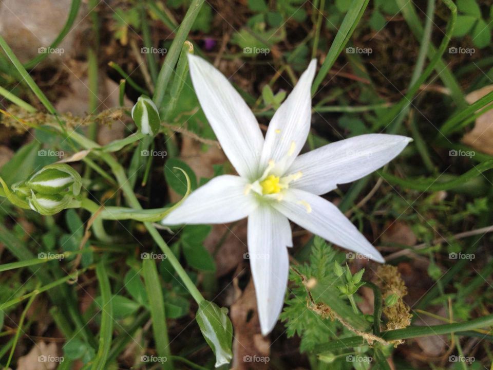 Flower Star of Bethlehem