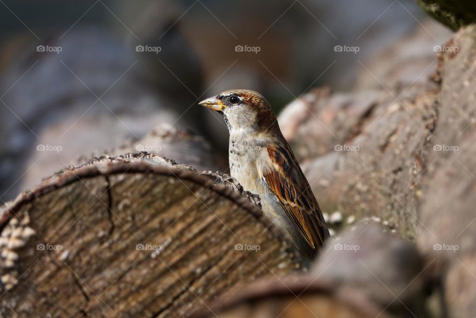 Close-up photo of House Sparrow sitting on a wooden log and looking into the camera. High quality photo