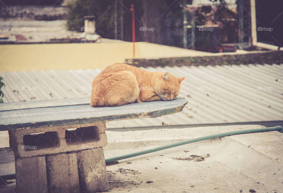 Garfield sleeping on the roof. is happy !