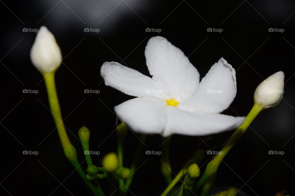 Garden White. Close-up Photo of Garden White Flower with Buds