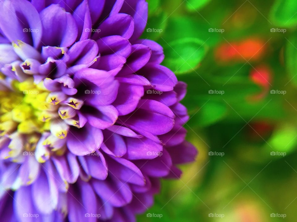 Macro purple chrysanthemum flower