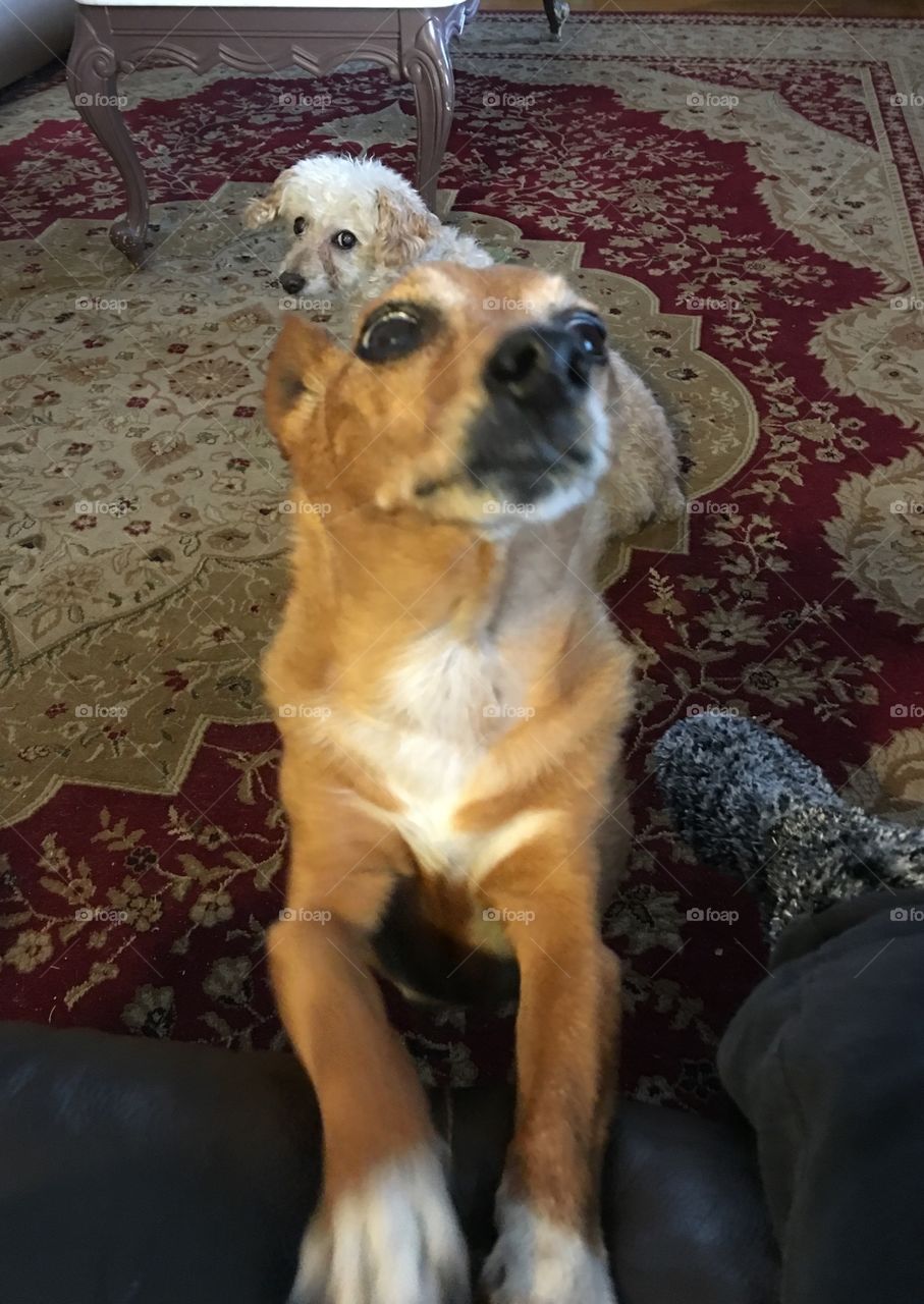 Terrier Mix & Poodle in Back Photobombing 

Starting the morning being greeted by Ginger our Terrier mix looking for food as Maxwell the Poodle sits quietly in the back photobombing! They are best of friends, older now themselves!