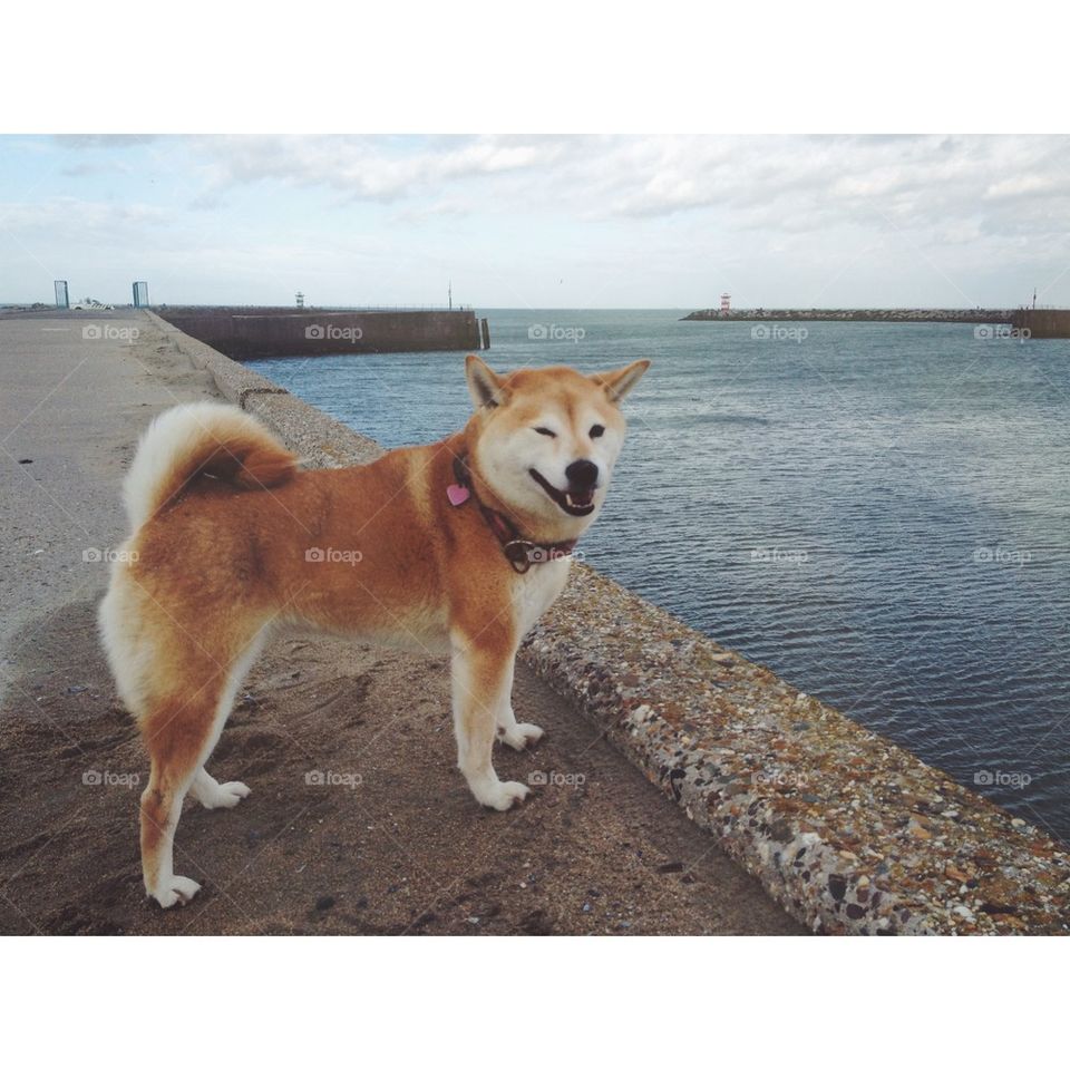 Winking dog by the sea