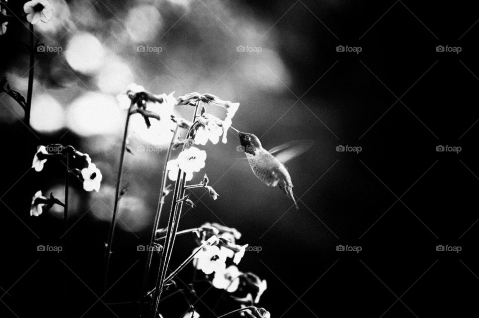 Humming bird in flight