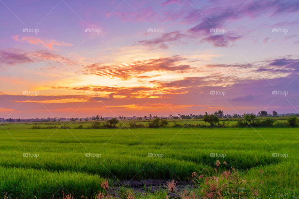 Rice field Green Thailand countryside with beautiful cloudy sky on morning