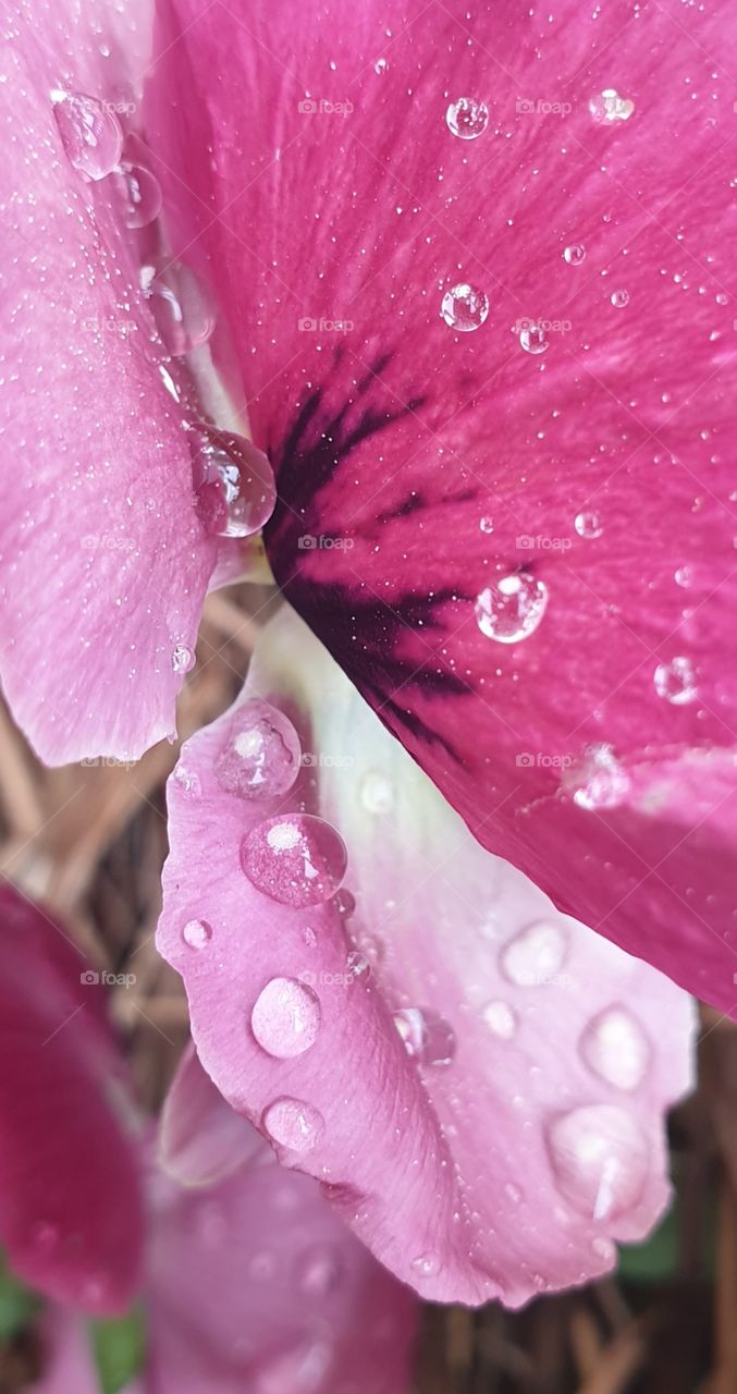 Closeup, raindrops on a pink flower.
