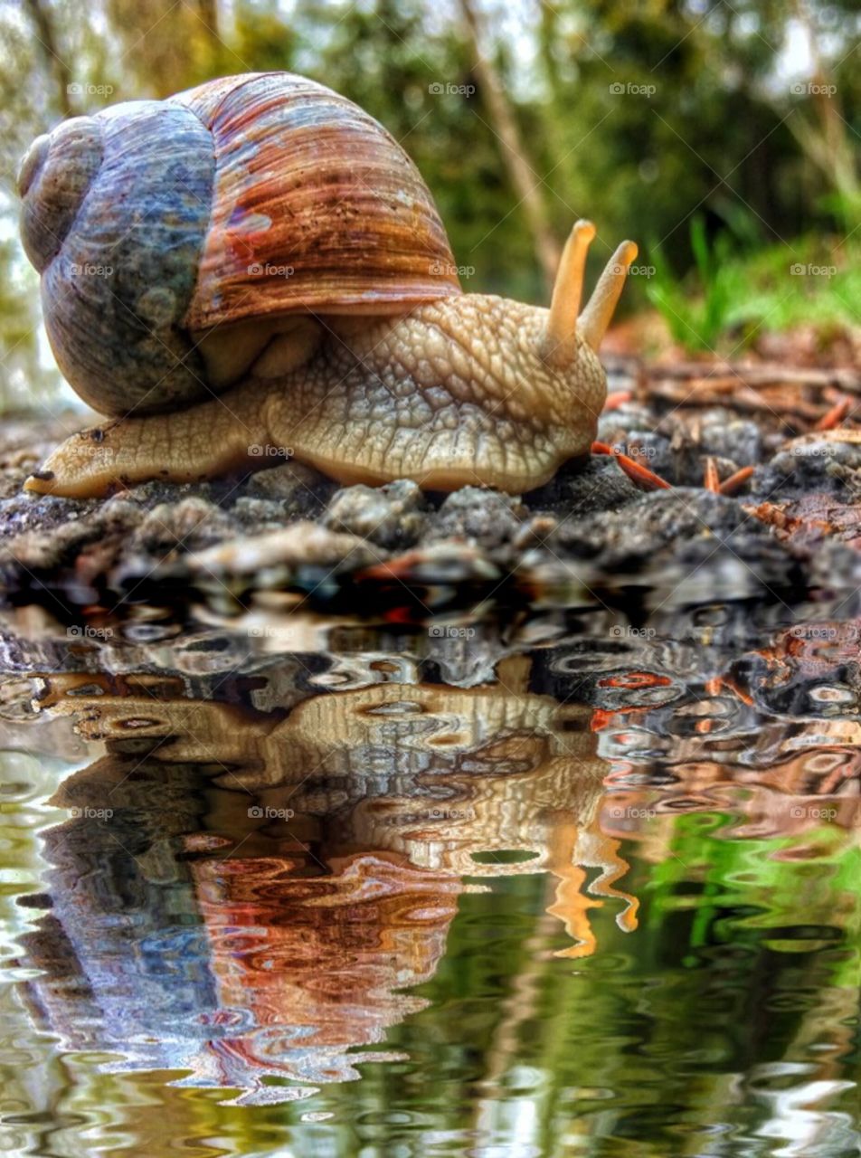 Close-up of snail reflecting in the water