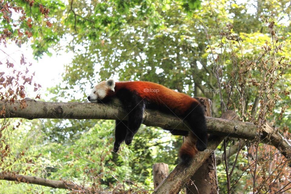 Red panda 