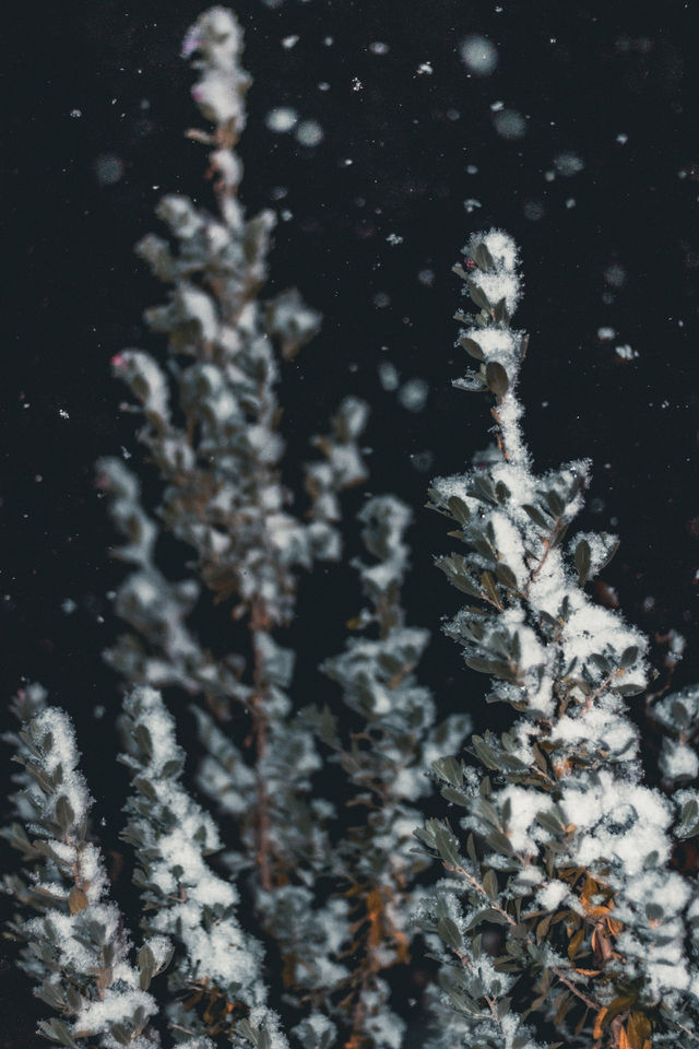 Snow Covered Bush