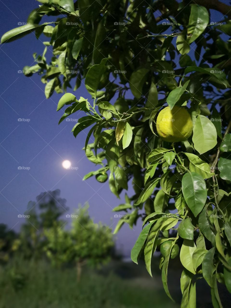 Lemon looks at the moon on a warm summer evening