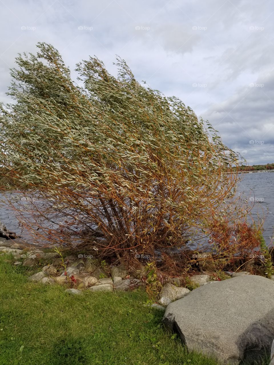 Landscape, Nature, Tree, No Person, Grass