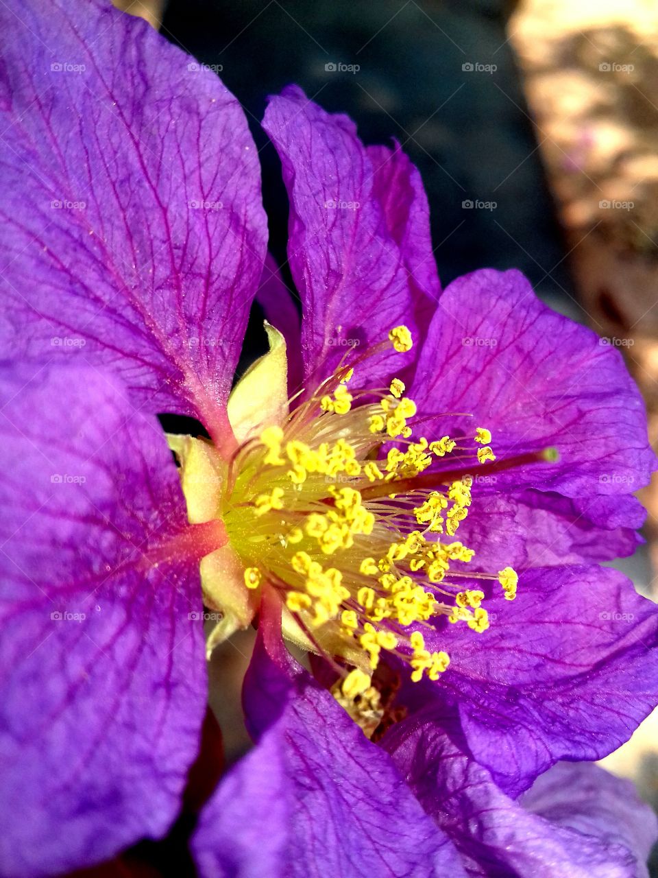 Yellow pollen of purple flower